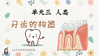 三年级 KSSR Semakan 科学 单元三 人类【牙齿的构造】 [upl. by Shalom425]