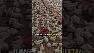 La primera etapa del pollo de engorda Preinicioagricultura viral ganado aves agro [upl. by Pavlish]