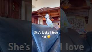 The noise of an angry parrot is 🤯 cockatoo parrot funny adoptdontshop [upl. by Kipper]