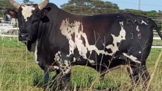 AMATHOLE NGUNI BREEDERS SALE 27 MAY 17 [upl. by Trembly691]