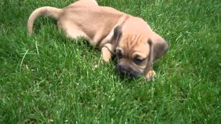 Denning Farms Puggle Puppies Playing [upl. by Graniah]