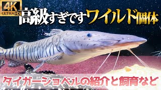 【4K】通常価格の30倍？タイガーショベル、ワイルド個体！水槽飼育や金額、ワイルドとブリードの差など【アクアリウム】 [upl. by Antonie]