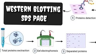 Western blotting  SDS PAGE  Polyacrylamide Gel Electrophoresis  Protein detection [upl. by Setarcos]