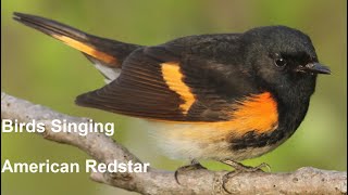 Birds Singing  American Redstart  Sounds of Nature [upl. by Giulia109]