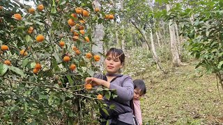 Single mom mother and son went to pick tangerines from the forest to sell for money [upl. by Walford]