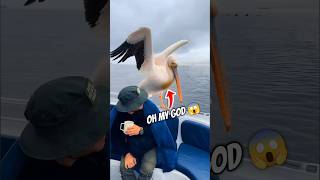 This is the bird that gets the fish but be careful shortvideo [upl. by Cleopatra]