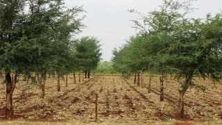 Regreening Africas landscape  Trees as natural fertiliser [upl. by Ellebana]