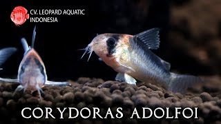 Corydoras Adolfoi Leopard Aquatic A008B [upl. by Ezarra17]