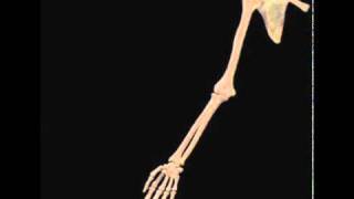 skeletal syshumerus abductionadductionwwwabcdservizicom [upl. by Ytinirt]