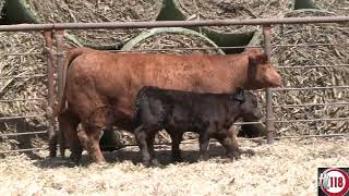 2024 Heartland Simmentals Lot 118 [upl. by Faxan]