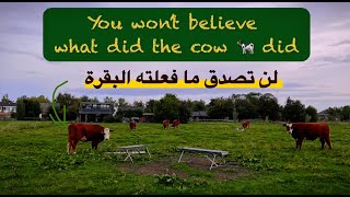 You will not believe what the cow did 😱 لن تصدق ما فعلته البقرة [upl. by Kwasi362]