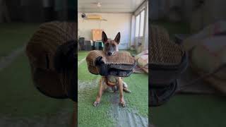 Basic Commands for Better Behavior Dog DogTraining Obedience [upl. by Odrawde]