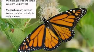 Conservation of Monarchs in the Western US [upl. by Pazit]