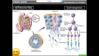 Life Science Class 10 Reproduction Part 13 [upl. by Yk44]