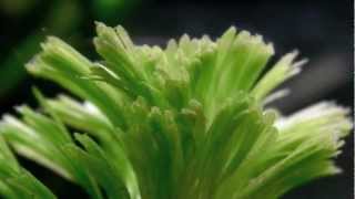 Aquarium Plant  Cabomba caroliniana [upl. by Eniamor]