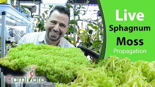 Live Sphagnum Moss the ultimate propagation and care guide by Carnivaro [upl. by Gwenora]