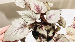 My Top 3 EasyToGrowPropagate Rex Begonias [upl. by Roux]