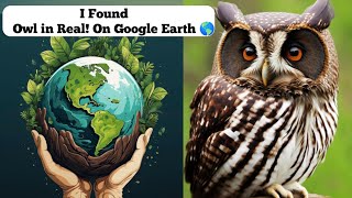 I Found Crazy Owl in Real On Google Map And Google Earth 🌎 owl earth map googleearth trending [upl. by Perrine406]