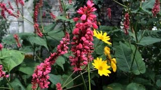 Shade loving plant  Firetail Persicaria amplexicaulis [upl. by Erelia247]