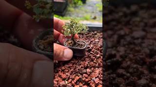 Бонсай из садового материала мамэ shorts bonsai сад plant garden StudioBonsai [upl. by Barnie]