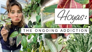 Don’t Watch If You’re On A Plant Ban… Hoya Growth Updates Newbies  Rare WISHLIST Hoyas 💚 [upl. by Aldous933]