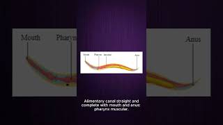 Characteristics Of Phylum Aschelminthes shorts biology education [upl. by Yramliw]