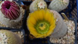 Echinocereus dasyacanthus [upl. by Mario]