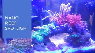 Fluval Spec V Pico Reef at Elite Reef of Denver Colorado [upl. by Courtland885]