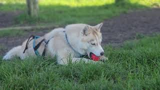 Husku qui joue seul avec une balle Kong [upl. by Ludlew]