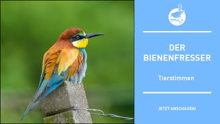 Vogelstimmen Der Bienenfresser  Bee eater  Merops apiaster 4k [upl. by Haimrej]