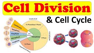 Cell biology  Cell Division  Cell Cycle  Amitosis Mitosis prophase Class 11 biology [upl. by Naveb]