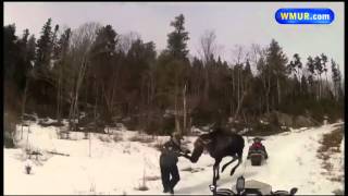 Charges possible in moose encounter [upl. by Persian]