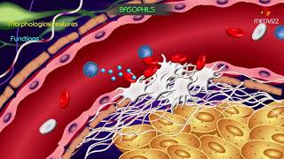 Basophil granulocyte  Animated Physiology of Blood cells [upl. by Aramac]