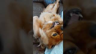 Ollie Dog  Frolicking on the couch cavalierkingcharlesspaniel [upl. by Nyrad]