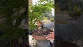 How I Grew This THICK Bonsai in Just 2 Years bonsai bonsaitree plants gardening shorts [upl. by Notlad699]