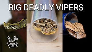 Deadly venomous snakes of Africa  Gaboon viper Puff adder Rhinoceros viper venom extraction [upl. by Durham]