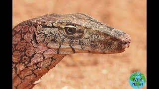 Perentie The Largest Lizard From the Land Down Under [upl. by Bristow]