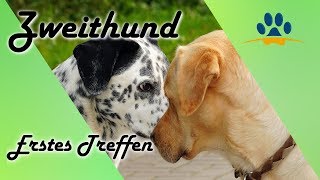 ❌4 Tipps für das erste Treffen  Kennenlernen Zweithund🐶 worauf musst Du achten❗❗ [upl. by Pennebaker74]