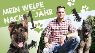 Mein Deutscher Schäferhund Welpe Nora nach 1 Jahr  Entwicklung Charakter amp Training [upl. by Cerracchio]