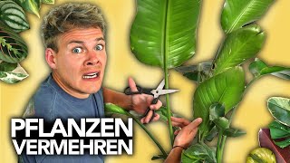 PFLANZEN VERMEHREN  Ableger richtig schneiden  Joeys Jungle Plants [upl. by Loring]