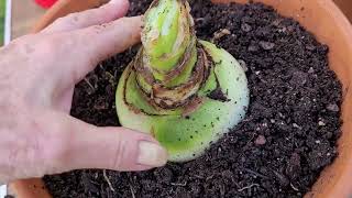 Repotting Amaryllis for Spring Blooming [upl. by Cooperstein]