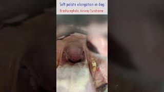 soft palate elongationbrachycephalic airway syndromerespiratory distressinspiratory dyspnoea [upl. by Micaela]