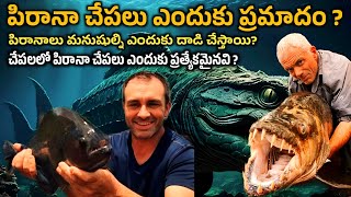 Why piranha fish is dangerous  Why do piranhas attack humans  Rs Facts Telugu [upl. by Dutchman193]