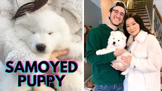 Getting A Samoyed Puppy  The First 24 Hours [upl. by Keiryt]