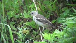 シベリアムクドリ（1）数少ない旅鳥（舳倉島）  Daurian starling  Wild Bird  野鳥 動画図鑑 [upl. by Eahc]