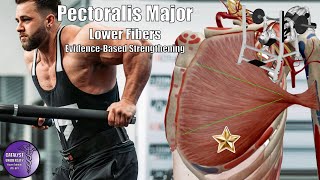 Pectoralis Major Part 3  Lower Fibers  Strengthening Best Practices [upl. by Peper]