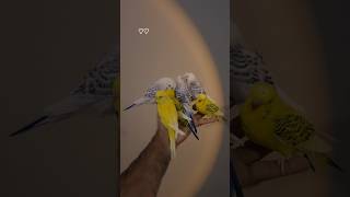 Texas passion nature trending birds shorts budgies tcb [upl. by Greysun203]