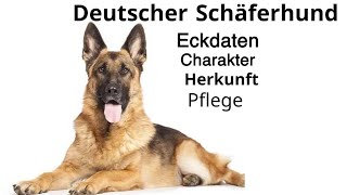 Deutscher Schäferhund 2022  Herkunftsland  Pflege  Eckdaten  Charakter [upl. by Allicirp848]