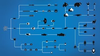 How Evolution works [upl. by Pinchas274]