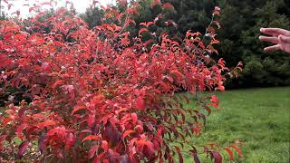 Stewartia colours in autumn  Caerhays [upl. by Edgell]